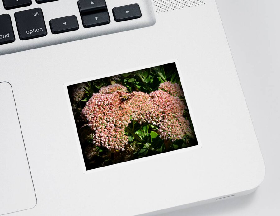Nature Sticker featuring the photograph Sedum and Bee 013 by Mike McBrayer
