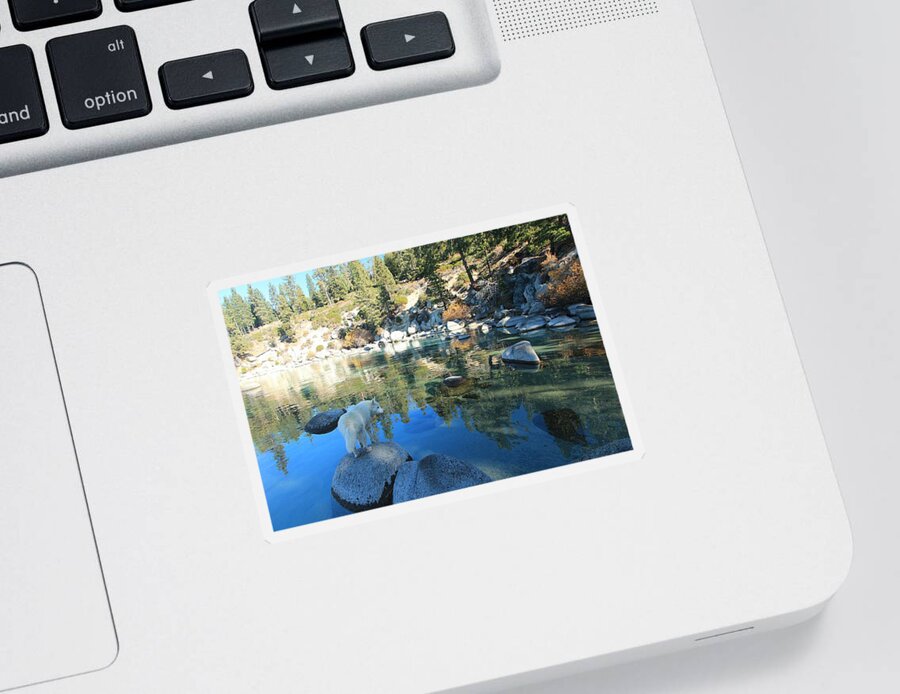 Lake Tahoe Sticker featuring the photograph Sekani at Secret Cove by Sean Sarsfield