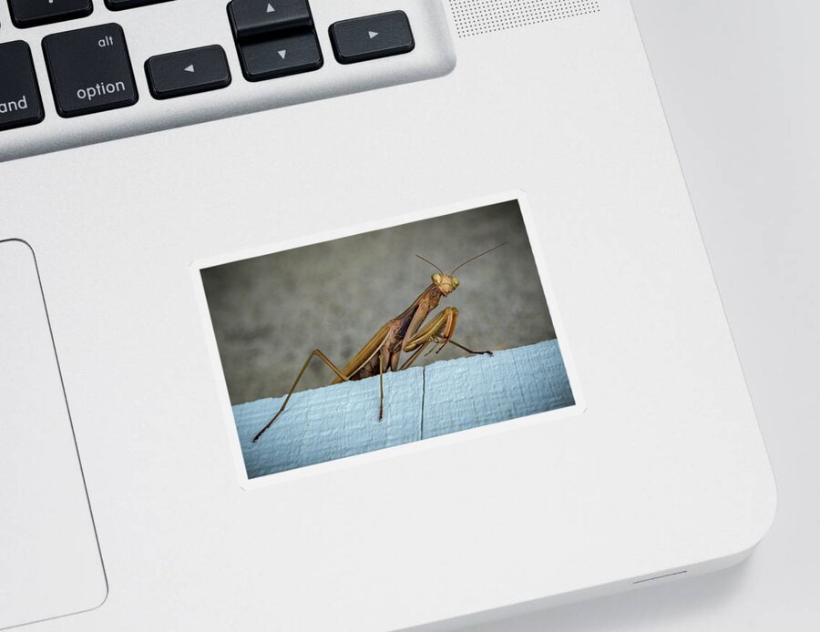 Shingle Mantis Sticker featuring the photograph Shingle Mantis by Jean Noren