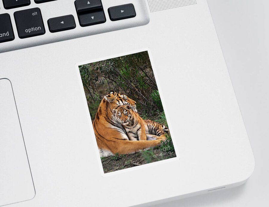 Siberian Tiger Sticker featuring the photograph Siberian Tiger Mother and Cub Endangered Species Wildlife Rescue by Dave Welling