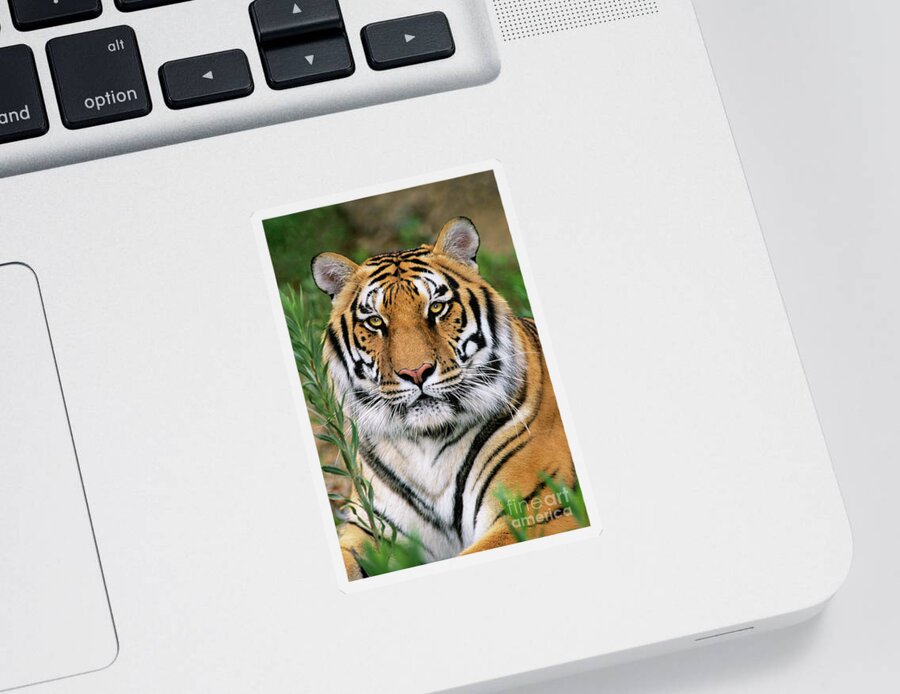 Siberian Tiger Sticker featuring the photograph Siberian Tiger Staring Endangered Species Wildlife Rescue by Dave Welling