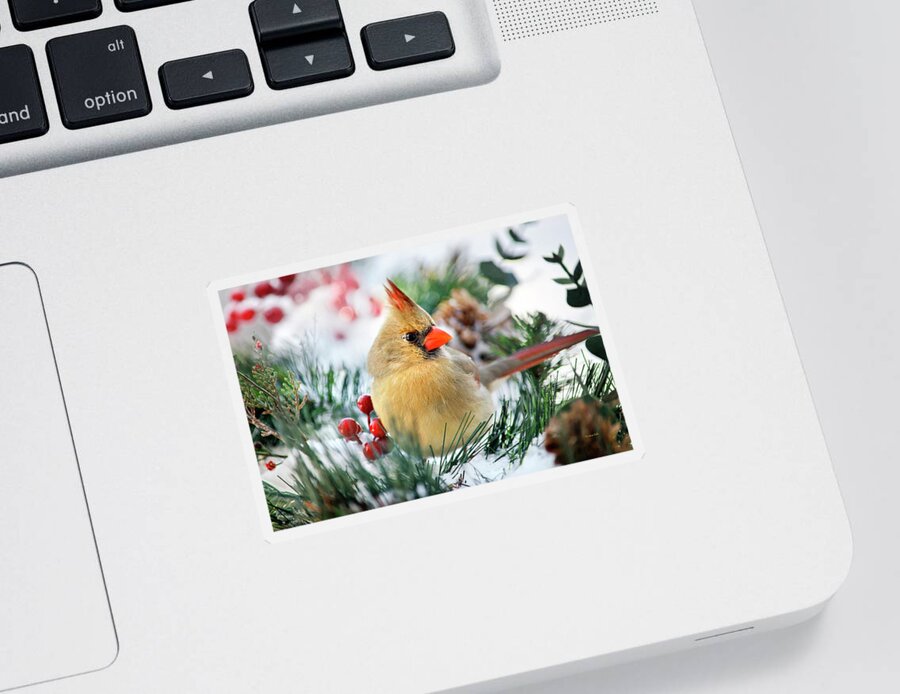 Cardinal Sticker featuring the photograph Snow Cardinal by Christina Rollo