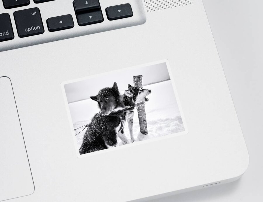 Dogs Sticker featuring the photograph Snow Dogs by Becqi Sherman