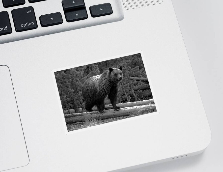 Grizzly Bear Sticker featuring the photograph Snow - The Yellowstone Grizzly Sow Black And White by Adam Jewell