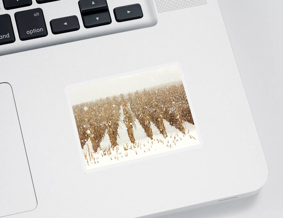 Corn Sticker featuring the photograph Snowy Corn Stalks by Todd Klassy