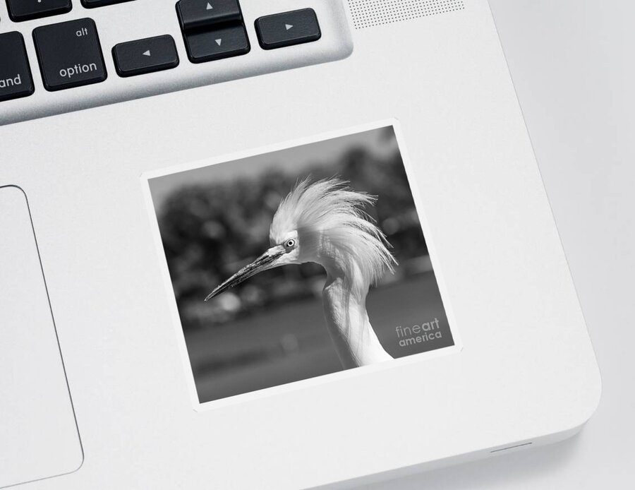Black And White Sticker featuring the photograph Snowy Egret Portrait Monochrome by Stefano Senise
