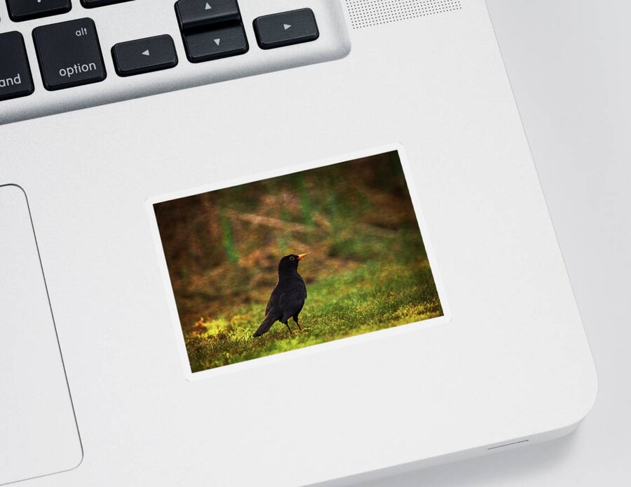 Wildlife Sticker featuring the photograph Solitary Blackbird by Tikvah's Hope