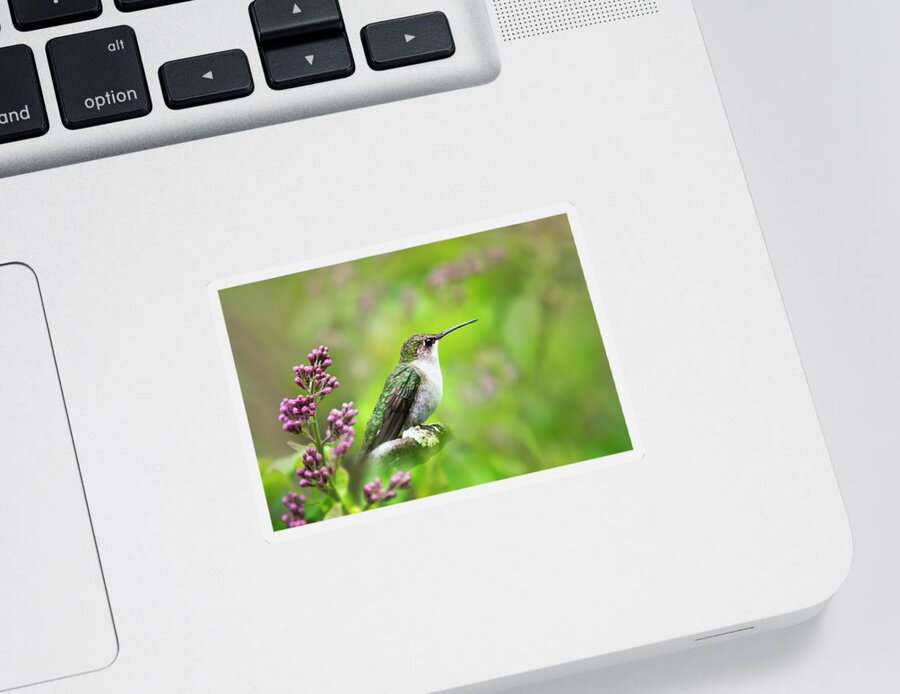 Hummingbird Sticker featuring the photograph Spring Beauty Ruby Throat Hummingbird by Christina Rollo