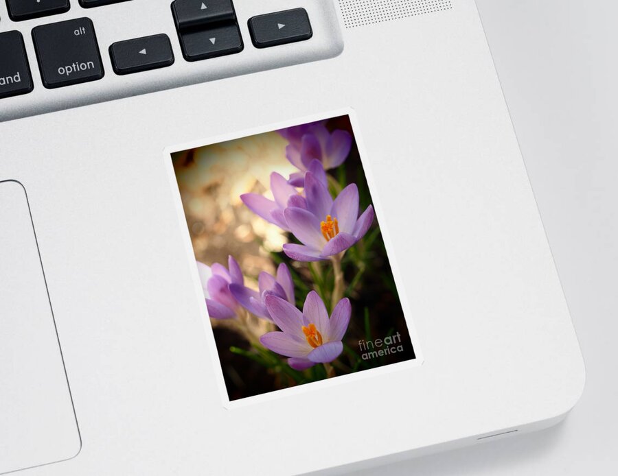 Color Sticker featuring the photograph Spring Crocus Flowers 2 by Dorothy Lee