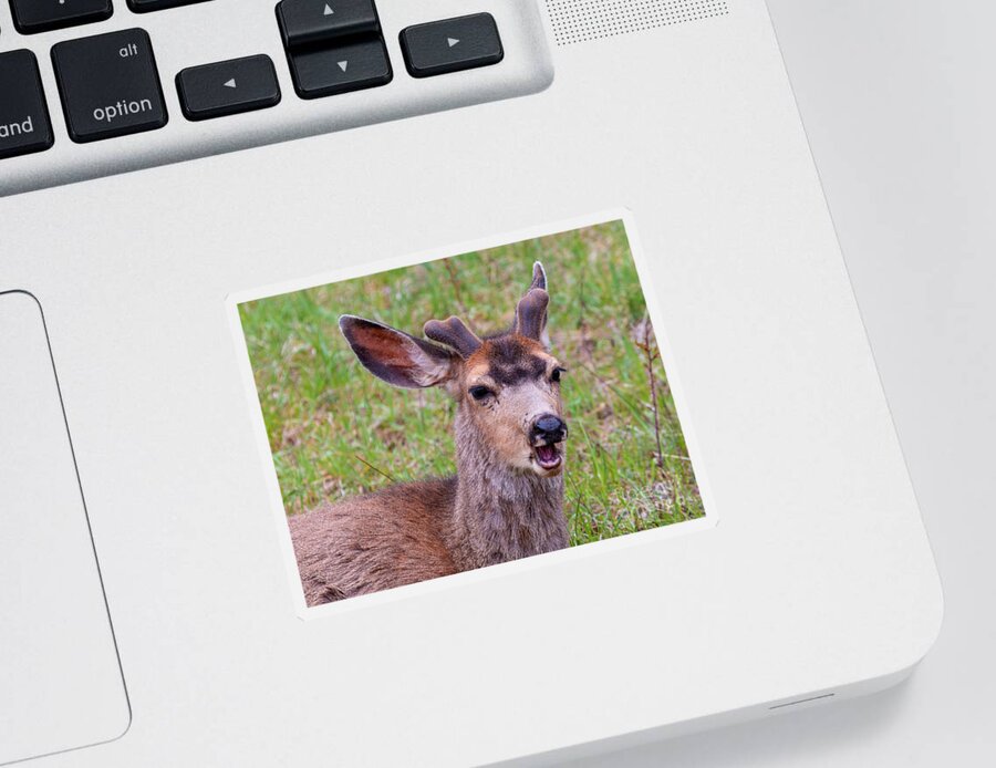 Deer Sticker featuring the photograph Springtime Buck Mule Deer by Steven Krull