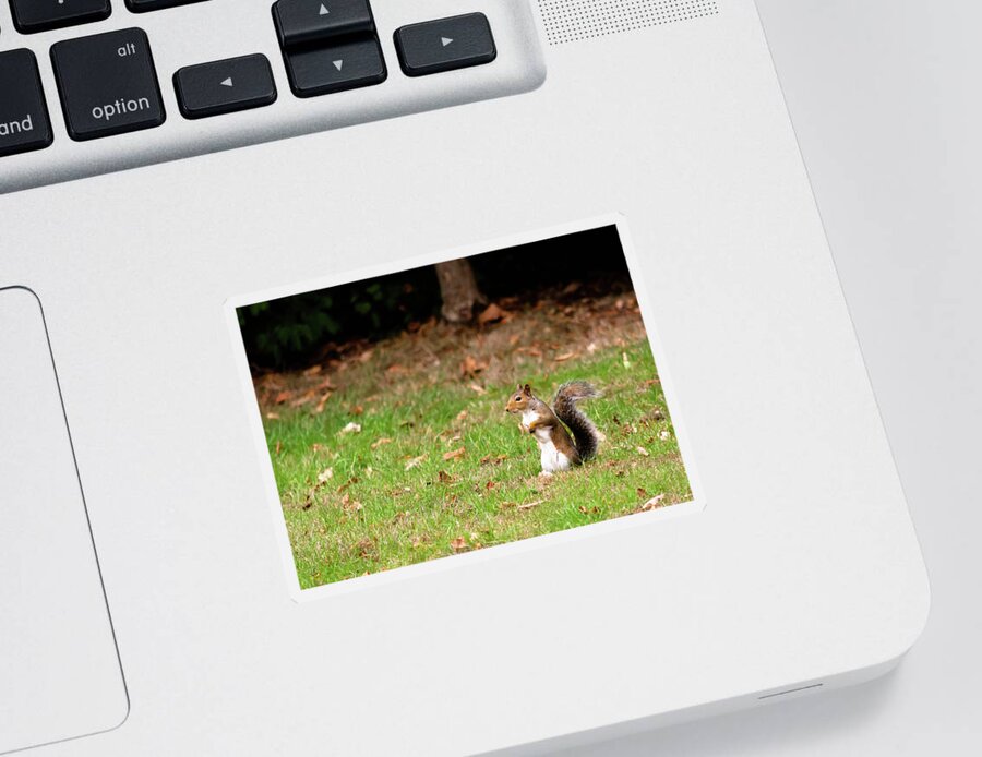 Acorn Sticker featuring the photograph Squirrel stood up in grass by Scott Lyons