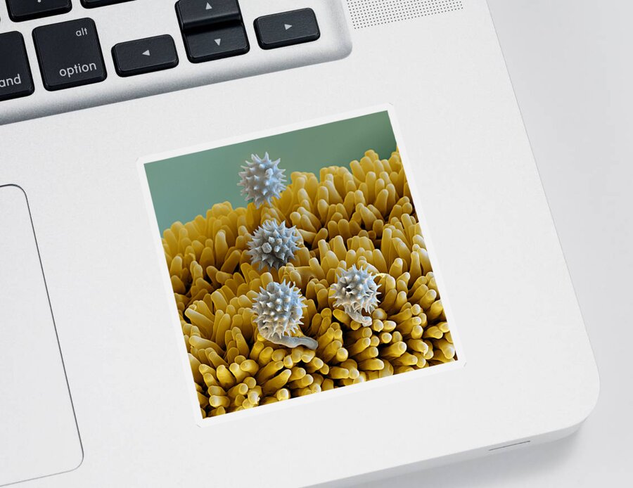 Arnica Sticker featuring the photograph Stigma And Pollen From Leopards Bane by Meckes/ottawa