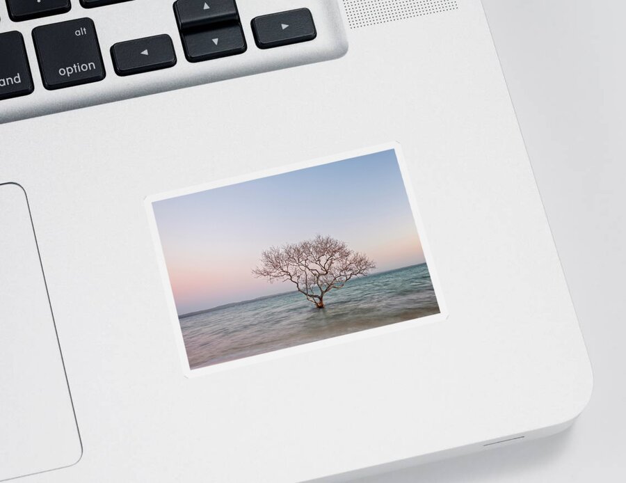 Tree Sticker featuring the photograph Still Standing by Catherine Reading