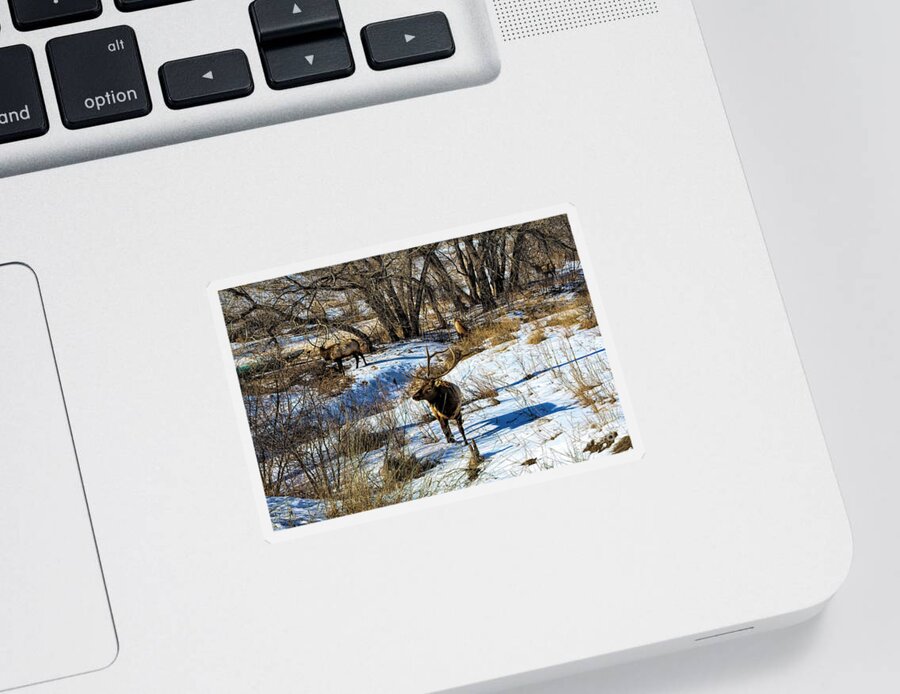 Jon Burch Sticker featuring the photograph Bird of Prey by Jon Burch Photography