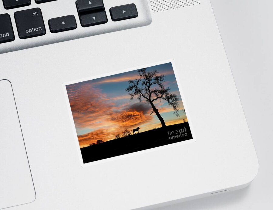 Horse Sticker featuring the photograph Stunning Horse and Oak Tree in Southwestern Sunset by Stephanie Laird