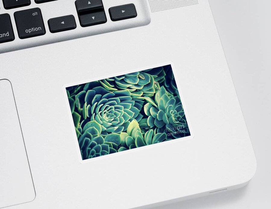 Succulent Sticker featuring the photograph Succulent by Becqi Sherman