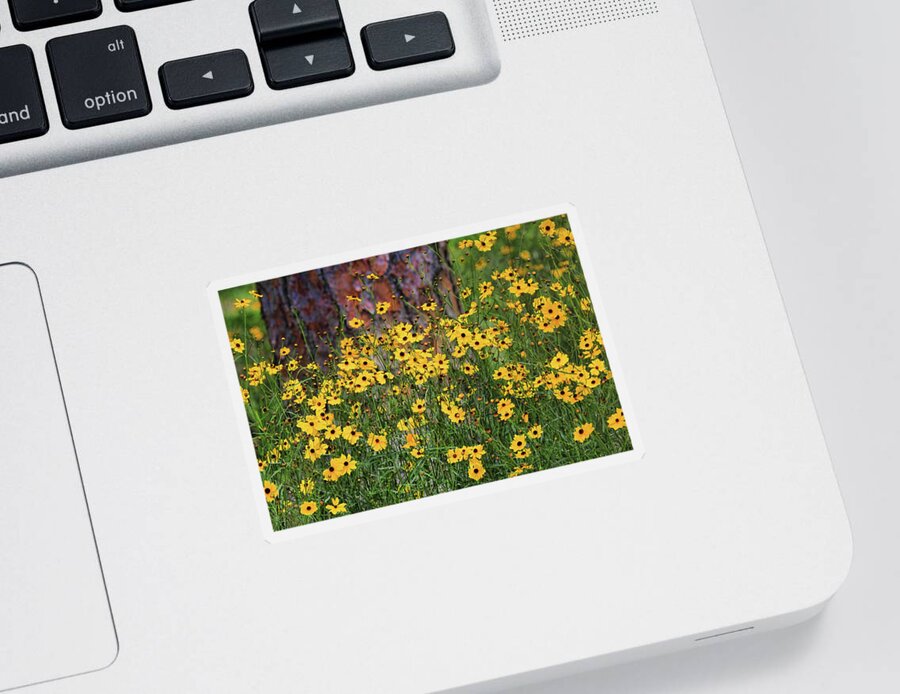 Coreopsis Floridana Sticker featuring the photograph Summer Gold by HH Photography of Florida