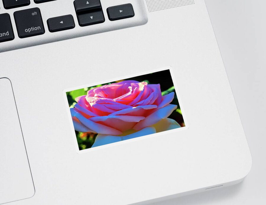 Blossom Sticker featuring the photograph Sun on my Pink Roses by Cathy Anderson