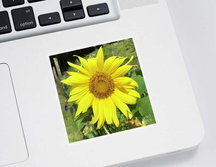 Sunflower Sticker featuring the photograph Sunflower 53 by Amy E Fraser