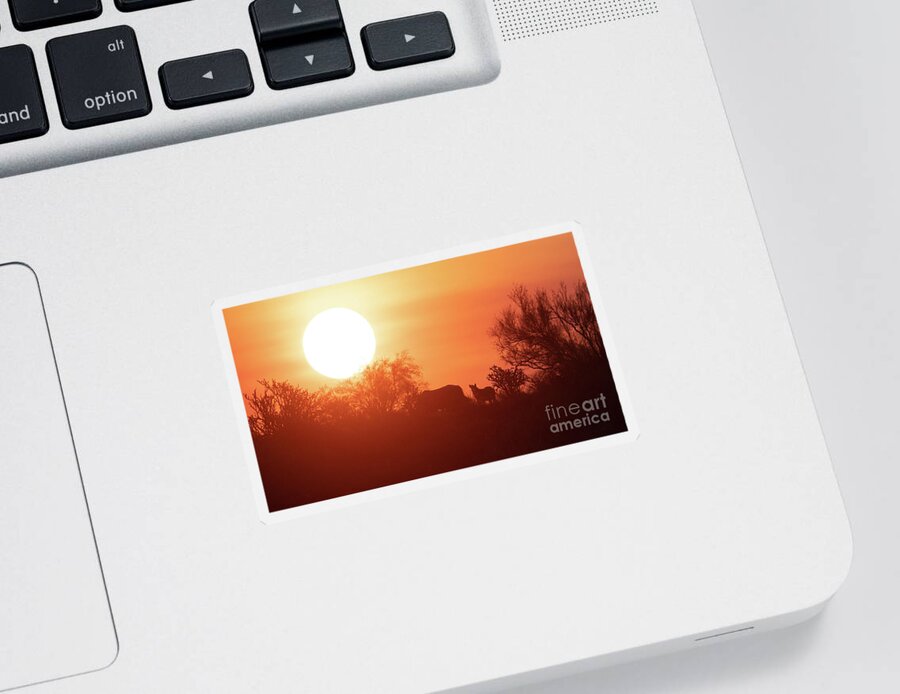 Foal Sticker featuring the photograph Sunrise by Shannon Hastings