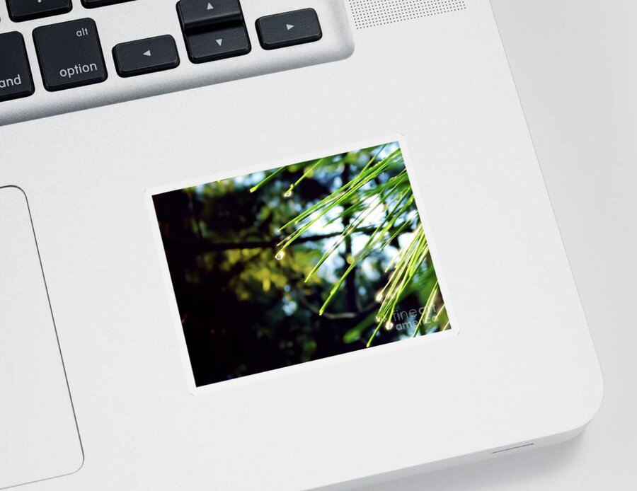 Pine Needle Sticker featuring the photograph Sunshine Dewdrop by D Hackett