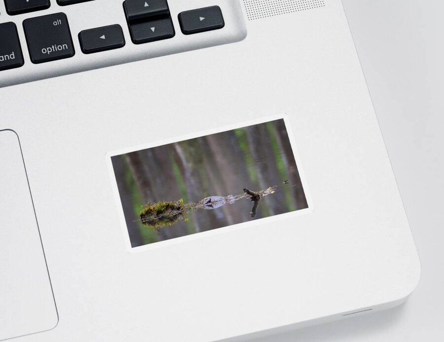 Alligator Sticker featuring the photograph Swamp Dreams by Susan Rissi Tregoning
