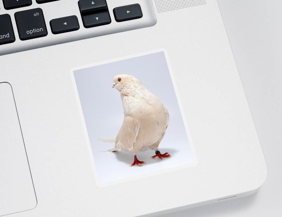 Pigeon Sticker featuring the photograph Egyptian Swift Mishmishy by Nathan Abbott