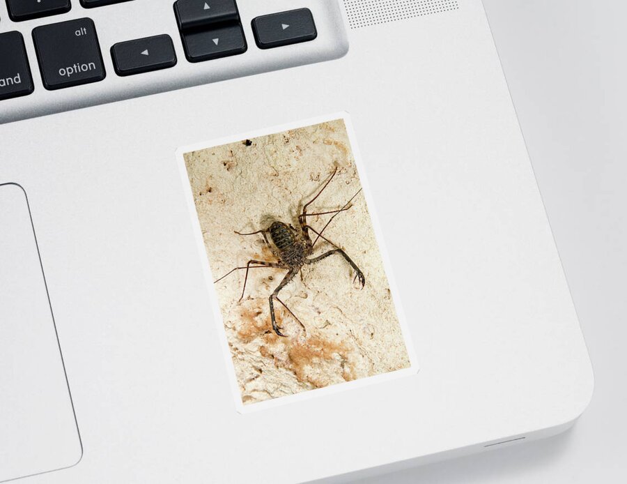 Africa Sticker featuring the photograph Tailless Whip Scorpion by Ivan Kuzmin