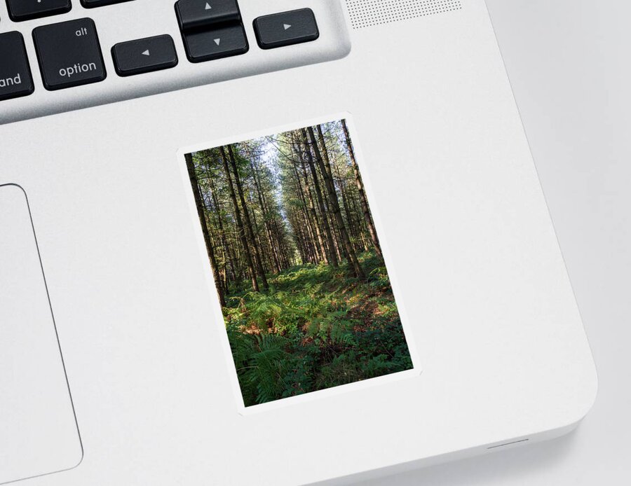 Ancient Sticker featuring the photograph Tall trees in Sherwood Forest by Scott Lyons