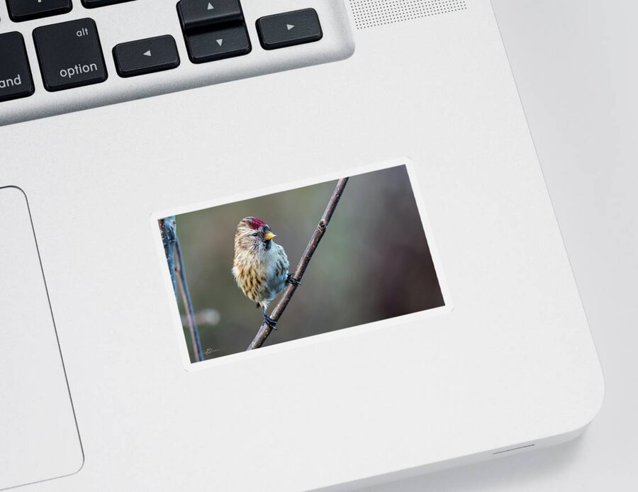 Redpoll On The Twig Sticker featuring the photograph The cute male common Redpoll perching on the twig by Torbjorn Swenelius