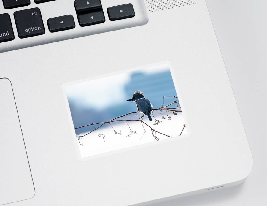 Bird Sticker featuring the photograph The Elusive Belted Kingfisher by Sam Rino
