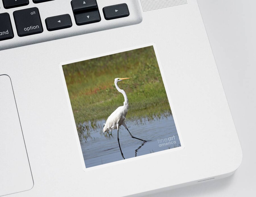 Egret Sticker featuring the photograph The Great Egret by Kerri Farley