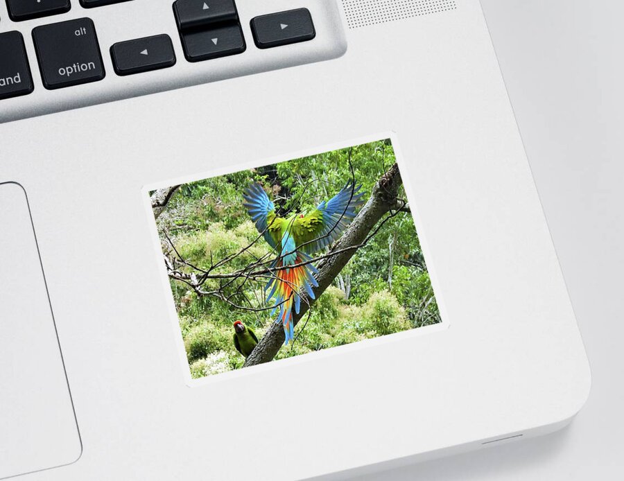 Parrots Sticker featuring the photograph Wings and Tail,The Great Green Macaw by Leslie Struxness