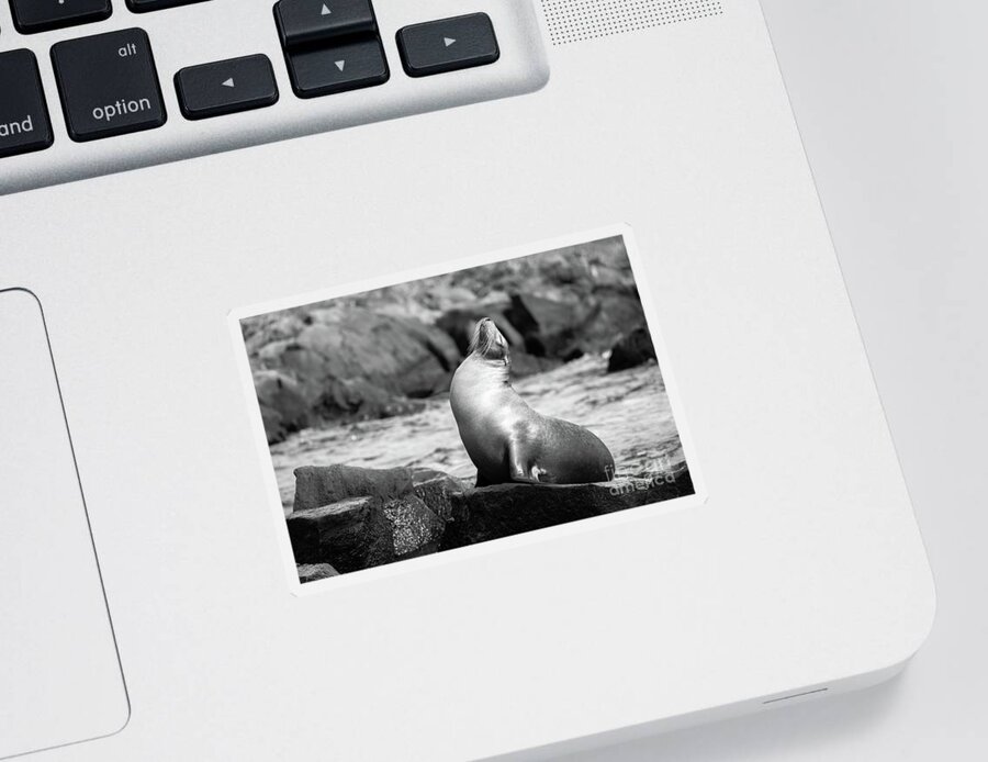 Sea Lion Sticker featuring the photograph The King by Becqi Sherman