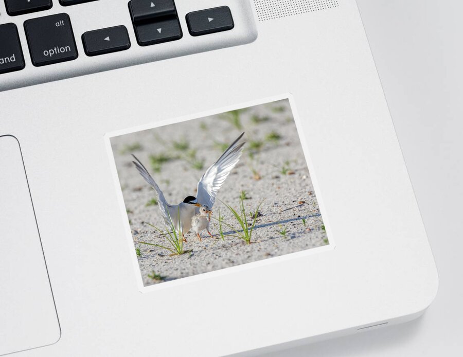 Bird Sticker featuring the photograph The Littlest Thief 2 by Susan Rissi Tregoning