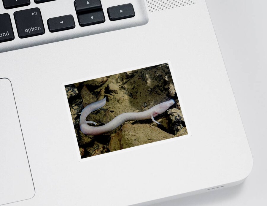 Adaptation Sticker featuring the photograph The Olm Proteus Anguinus by Dante Fenolio