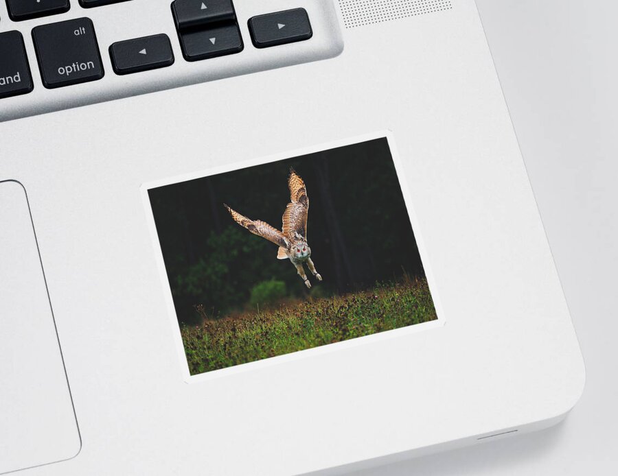 Owl Sticker featuring the photograph The Perfect Predator by Mountain Dreams