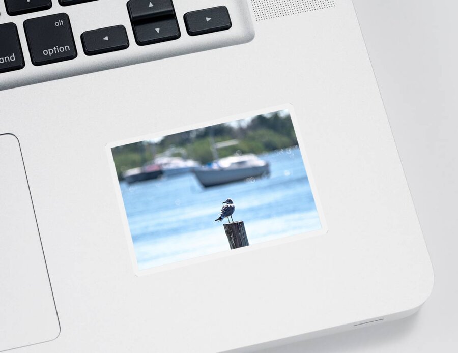 Laughing Gull Sticker featuring the photograph This is Florida by Mary Ann Artz