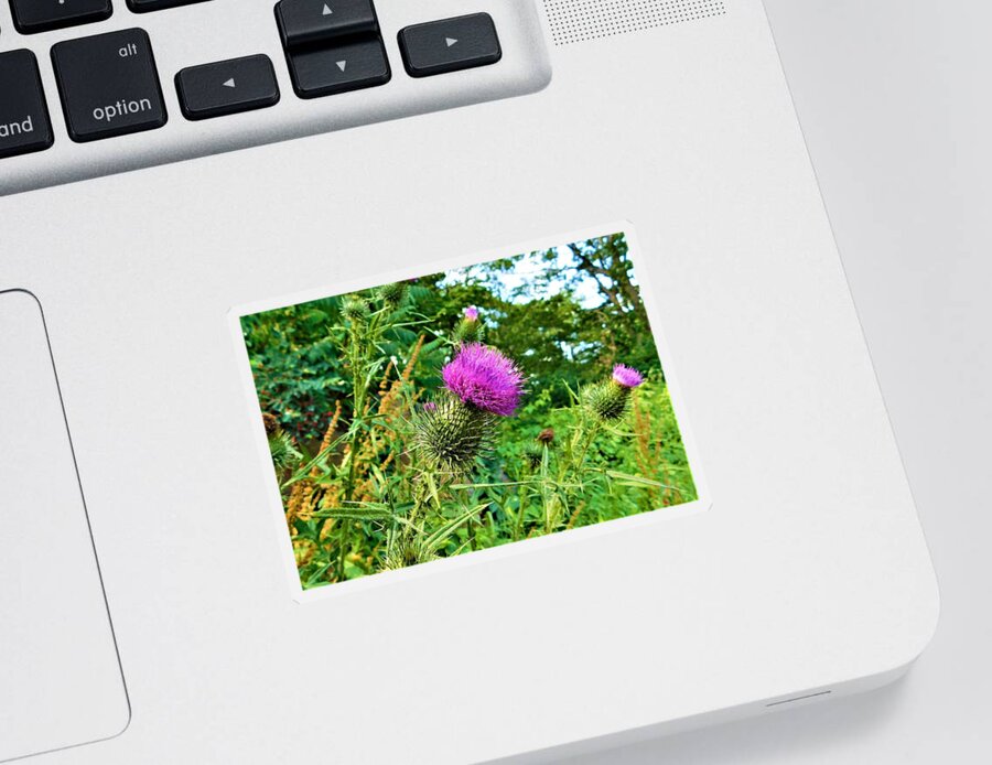 - Thistle Sticker featuring the photograph - Thistle by THERESA Nye