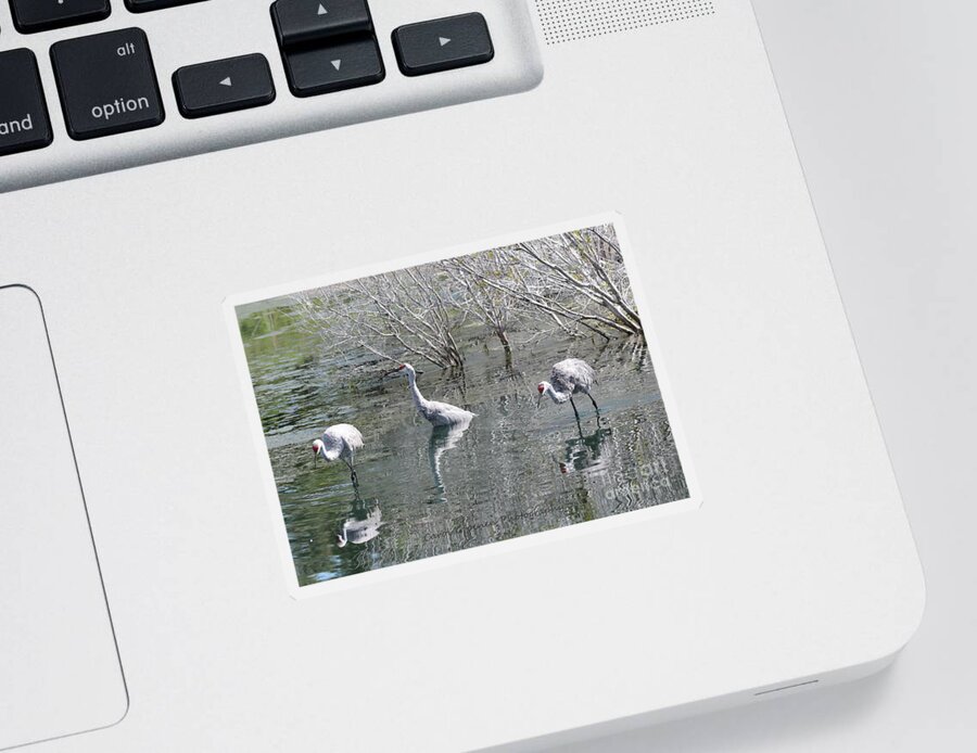 Three Sandhill Cranes Sticker featuring the photograph Three Sandhills through the Pond by Carol Groenen