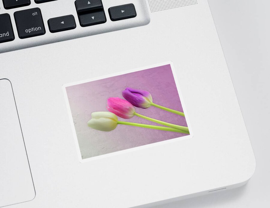 Tulip Sticker featuring the photograph Three Tulips 0947 by Kristina Rinell