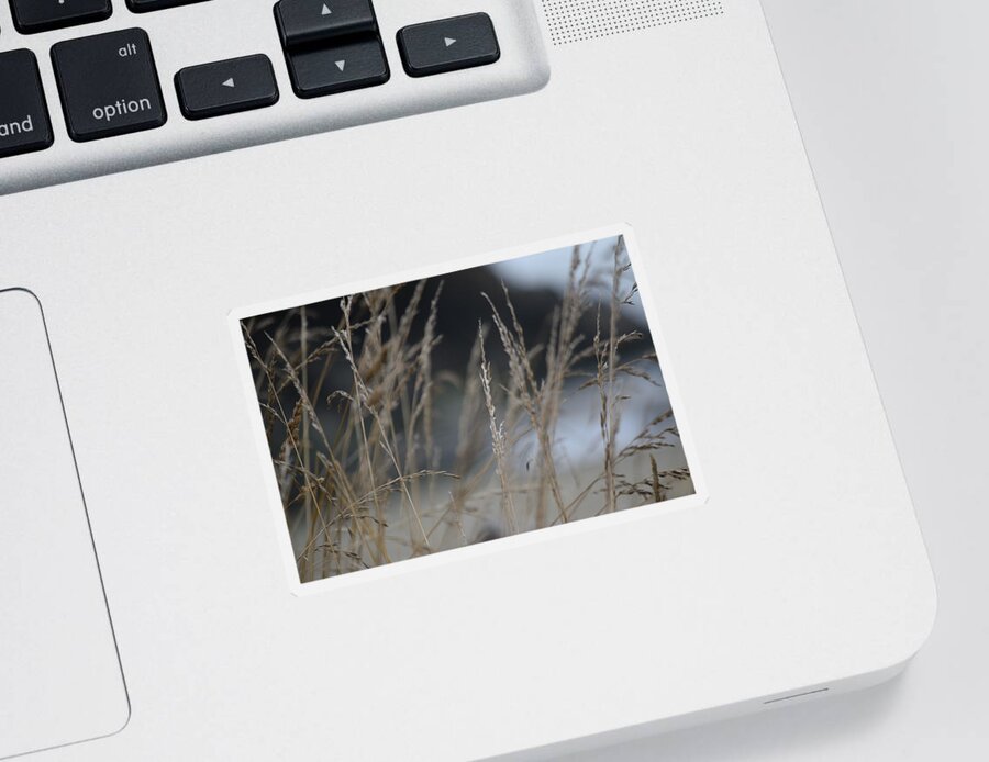 Grasses Sticker featuring the photograph Through the Grasses by Bonnie Bruno