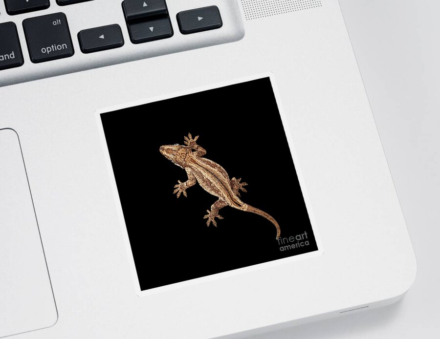 Reptile Sticker featuring the photograph Top view of Gargoyle Gecko, Rhacodactylus auriculatus staring Isolated on black background. Native t by Sergey Taran