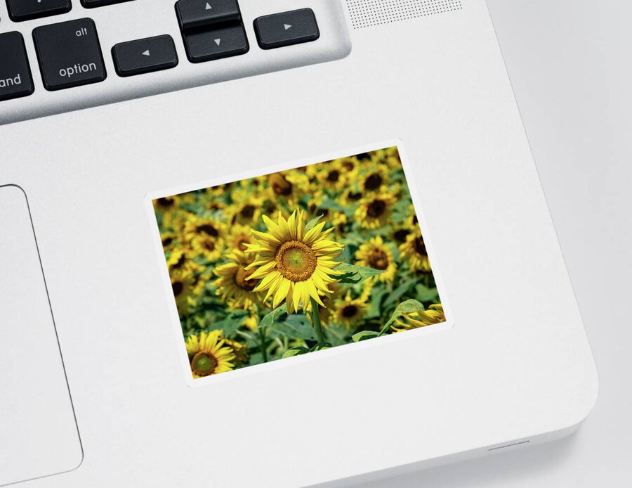 Sunflower Sticker featuring the photograph Tournesol Sunflower by Rose Guinther