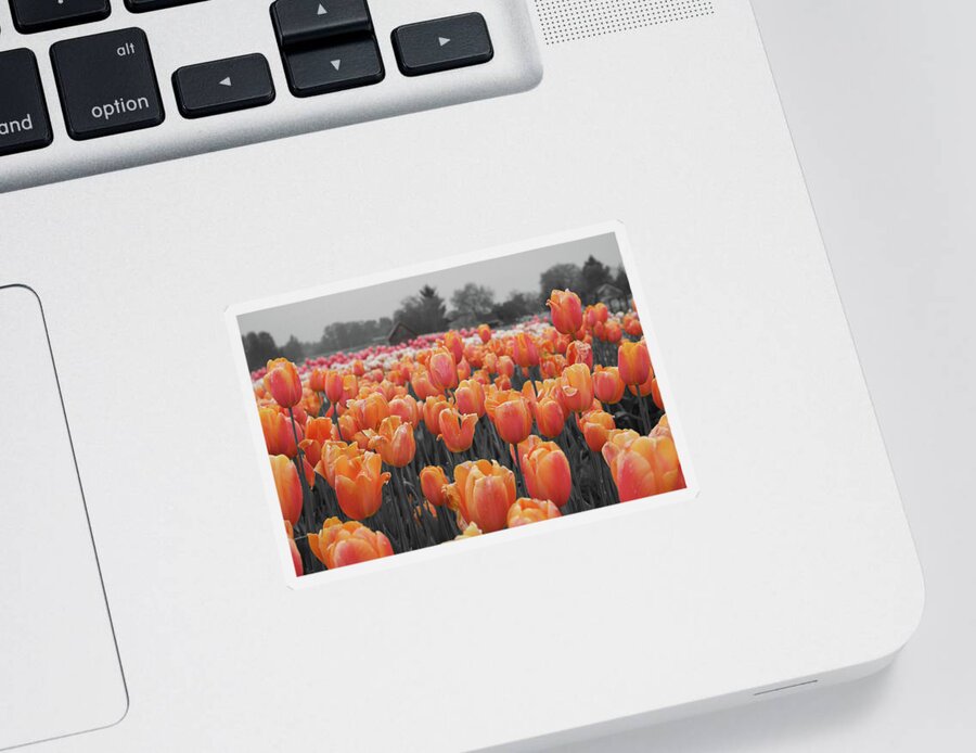 Cascades Sticker featuring the photograph Tulip Farm by Dylan Punke