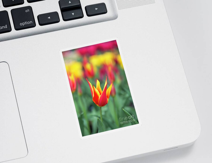 Tulip Fly Away Sticker featuring the photograph Tulip Fly Away by Tim Gainey