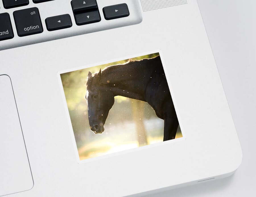 Horse Sticker featuring the photograph Unbridled by Rachel Morrison