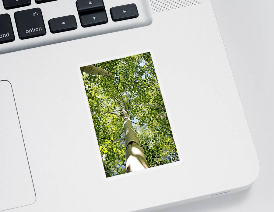 Nature Sticker featuring the photograph Under the Tall Aspens by Lincoln Rogers