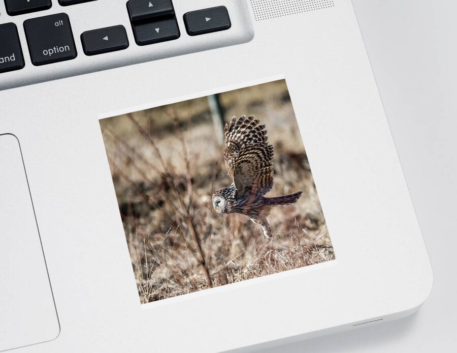 Ural Owl Sticker featuring the photograph Ural owl flying close to the ground by Torbjorn Swenelius