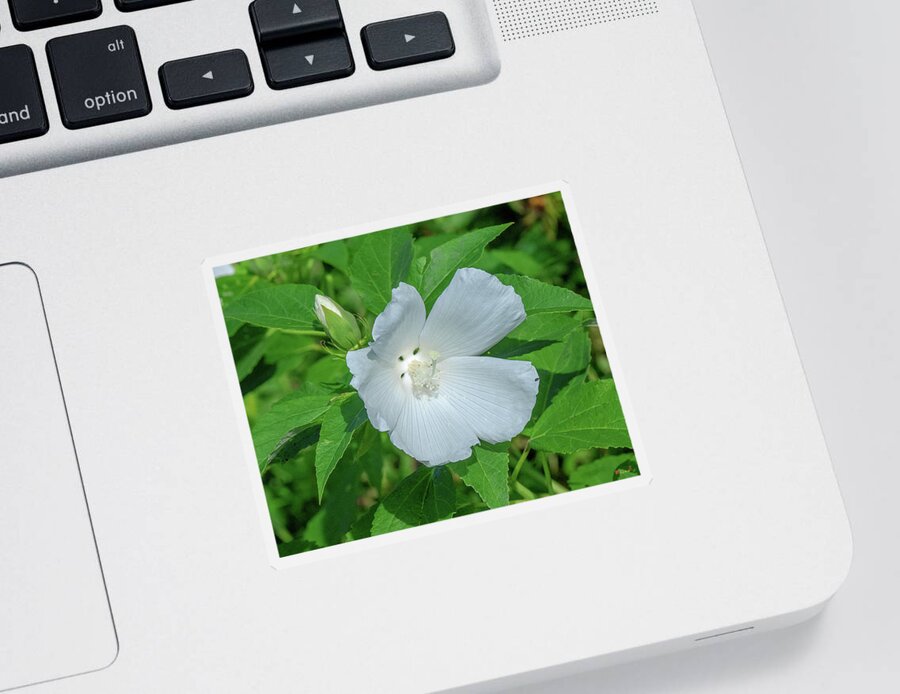 Nature Sticker featuring the photograph Very Rare almost All-white Crimson-eyed Rosemallow DFL0995 by Gerry Gantt